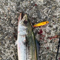 バラシばかりで…