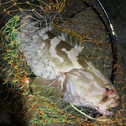 美味しそうなアラ