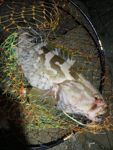 美味しそうなアラ