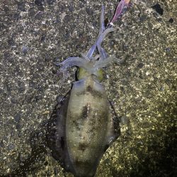 短時間エギング