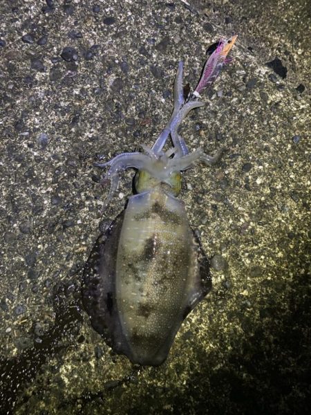 短時間エギング