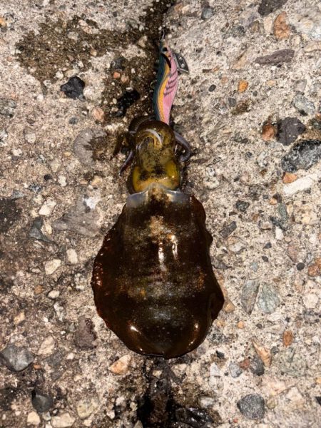 夜の短時間エギング