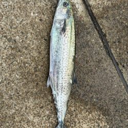 サワラ釣りたい