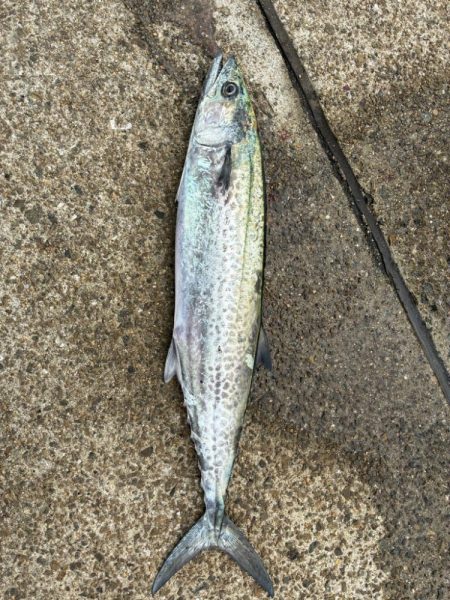 サワラ釣りたい