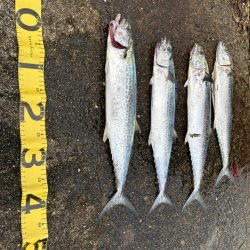 サゴシがたくさん