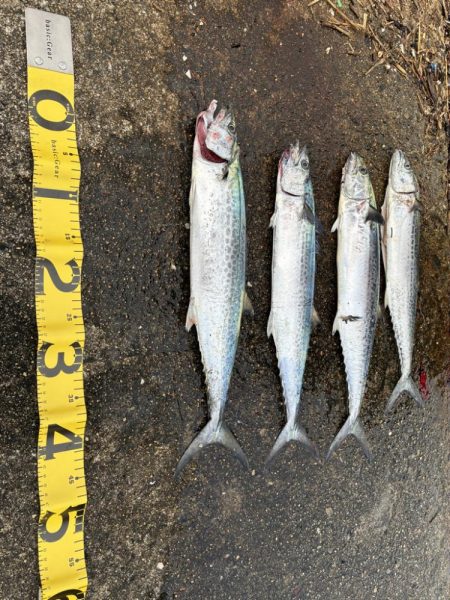 サゴシがたくさん