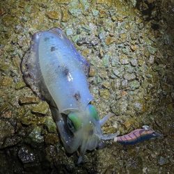 釣り吉三平さんと