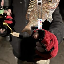 アジングだったけど