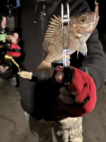 アジングだったけど