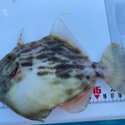 シロギスタ:陸っぱりカワハギ12尾