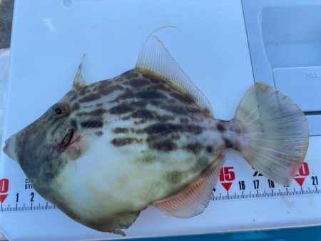 シロギスタ:陸っぱりカワハギ12尾