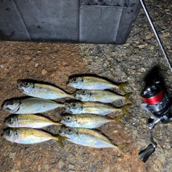 癒しの豆アジングは続く