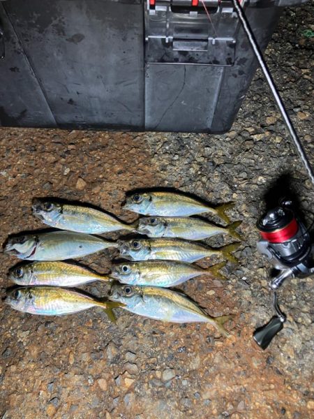 癒しの豆アジングは続く