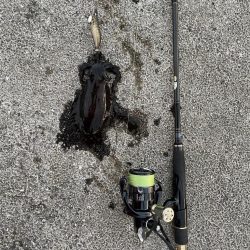 久しぶりのエギング釣行