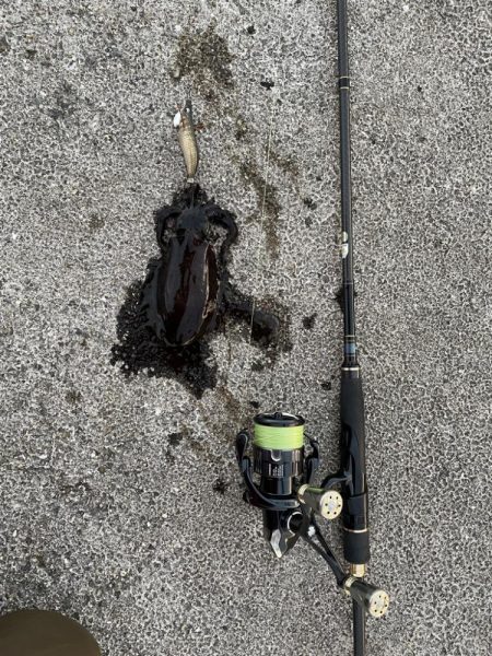 久しぶりのエギング釣行