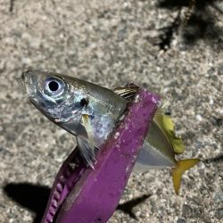 定点観測で豆アジング