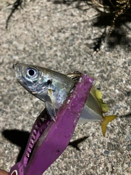 定点観測で豆アジング