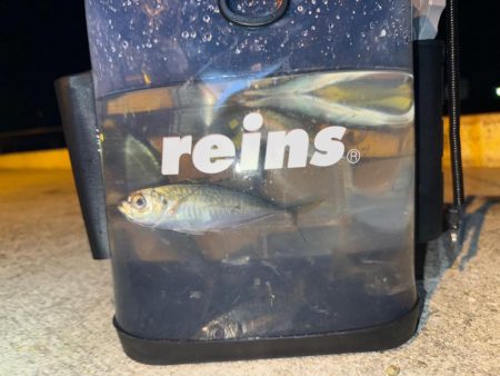 深夜の癒しの時間