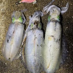 軍艦グリーンでアオリイカ