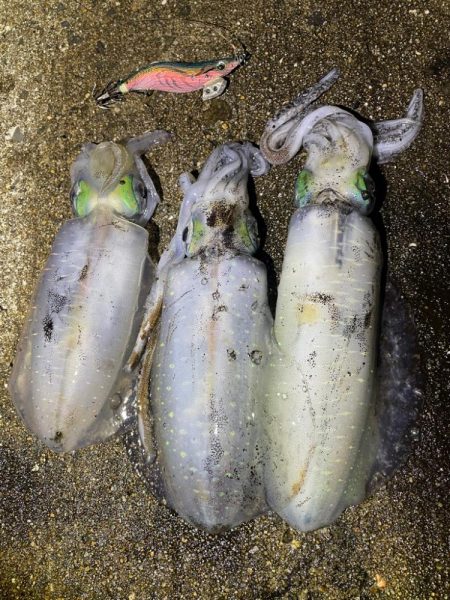 軍艦グリーンでアオリイカ