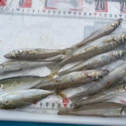 隙間時間のシロギスタ