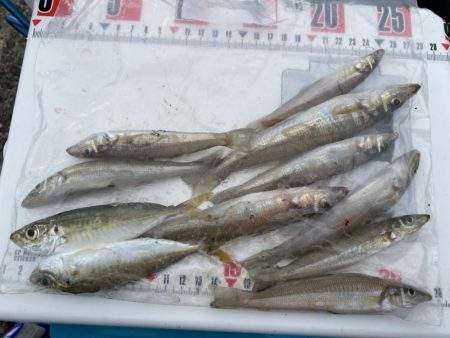 隙間時間のシロギスタ