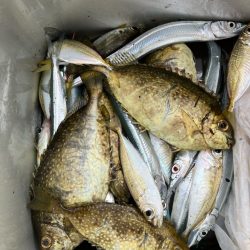 サヨリウジャウジャおかえりアジ