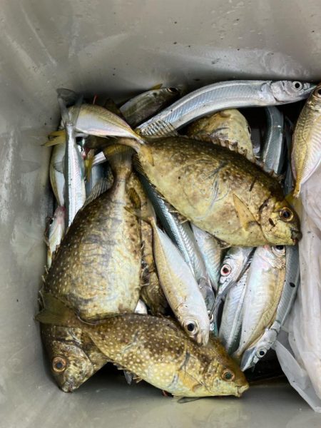 サヨリウジャウジャおかえりアジ