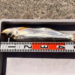 スナメリのせいで青物の気配なし