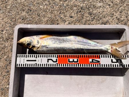 スナメリのせいで青物の気配なし