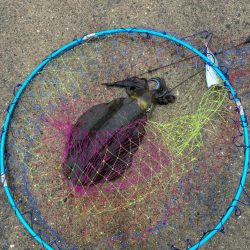 アオリイカ釣り