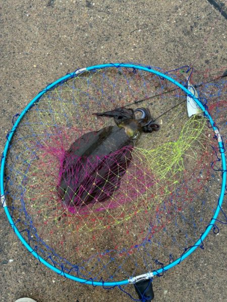 アオリイカ釣り