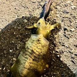 ナイトエギング