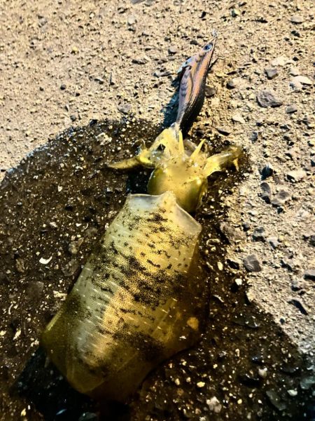 ナイトエギング