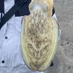 雨でもコウイカは抱く