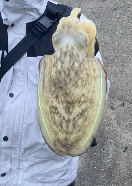 雨でもコウイカは抱く