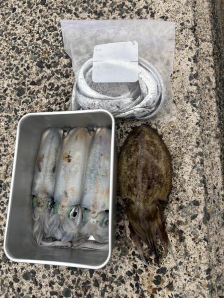 タチウオ回遊中