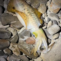 アオリイカ自己ベスト更新