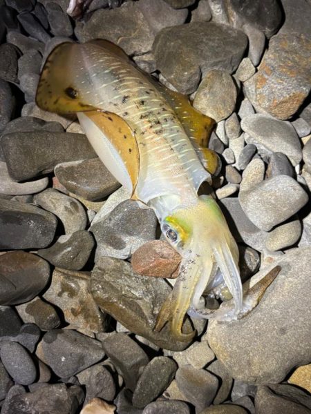 アオリイカ自己ベスト更新