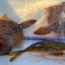 波風強し、スミ2のカワハギスタ