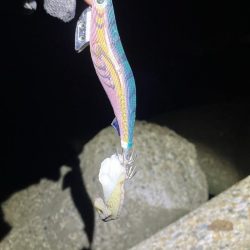 秋🦑　タコに注意！