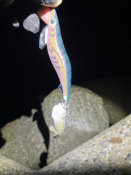 秋🦑　タコに注意！