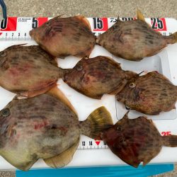 シロギスタ:カワハギスタ