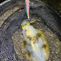 秋🦑　粘って数釣り😅