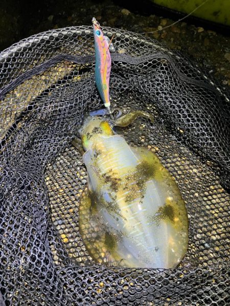 秋🦑　粘って数釣り…