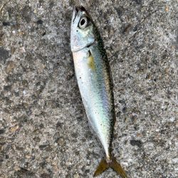 ジグサビキ　39