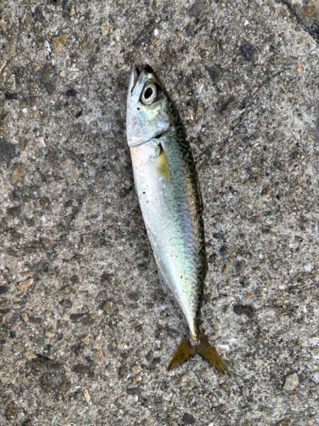 ジグサビキ　39