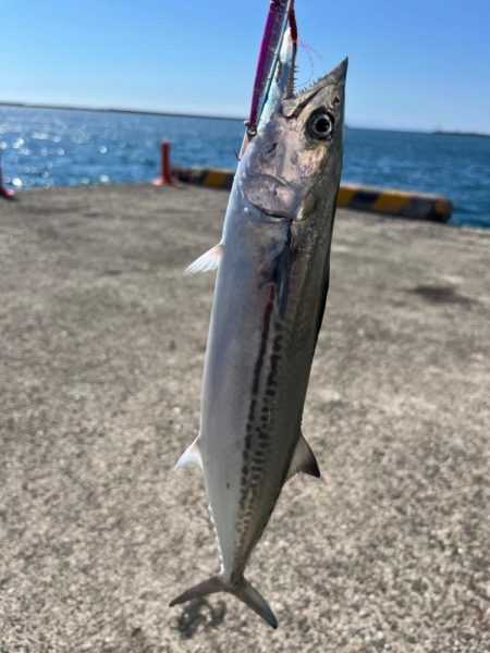 ライトショアジギングとライトゲーム