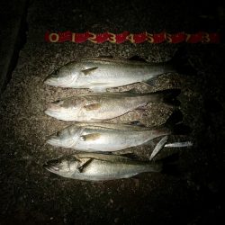 腕パンパン！1時間で60up4本初釣果