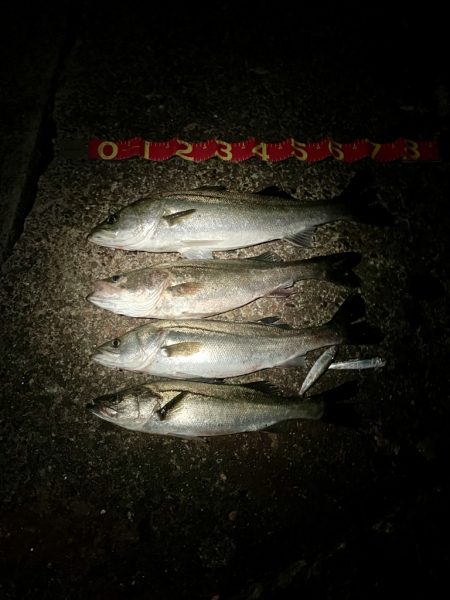 腕パンパン！1時間で60up4本初釣果